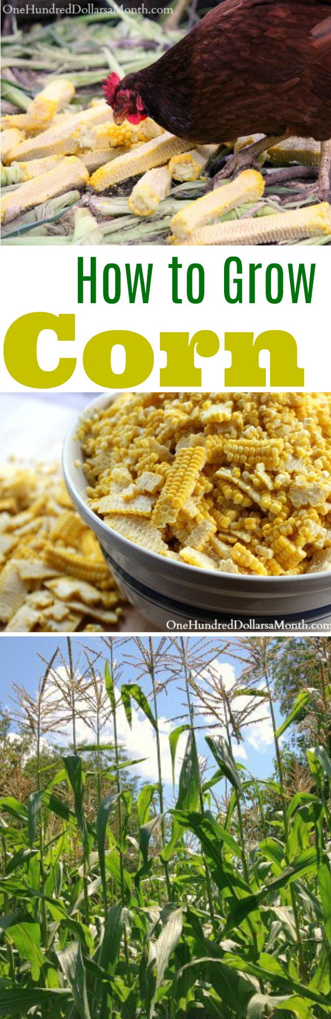 How to Grow Corn {Start to Finish}