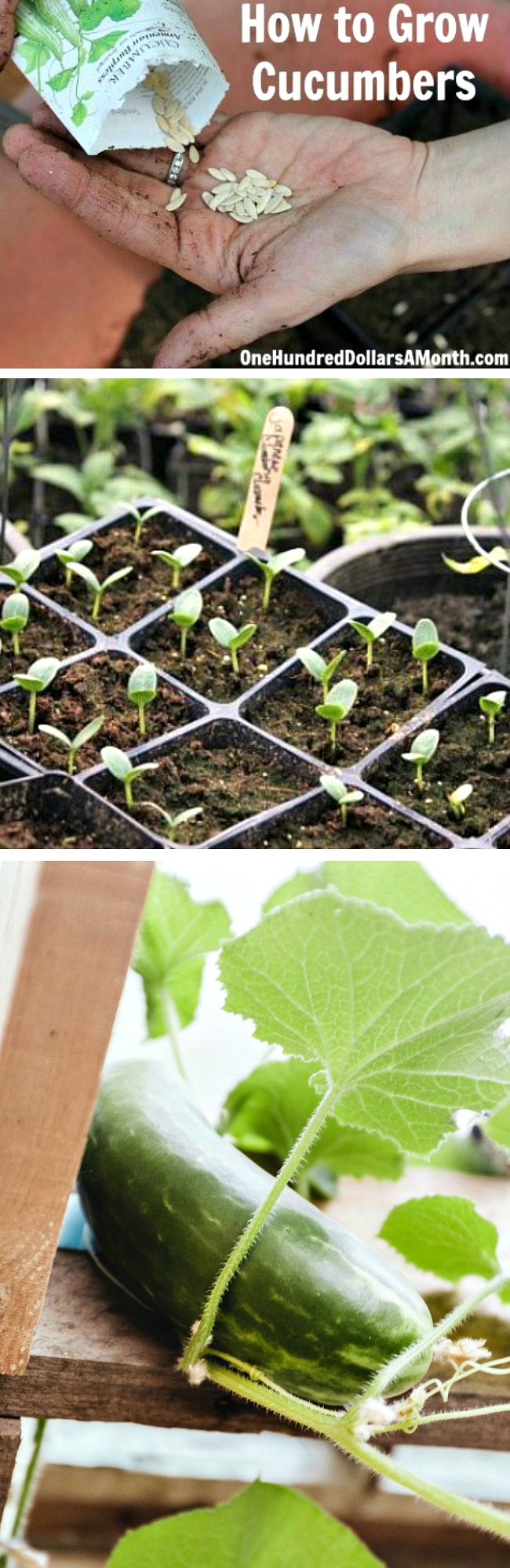 How to Grow Cucumbers {Start to Finish}