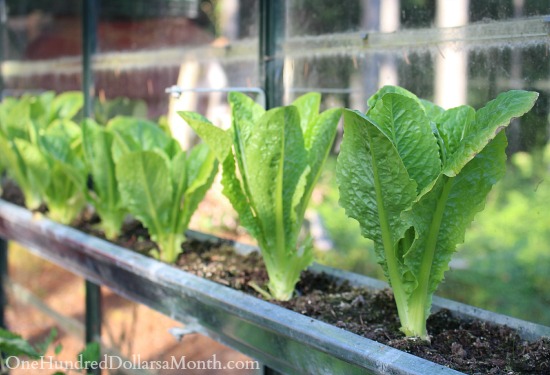 Growing Food in a Greenhouse