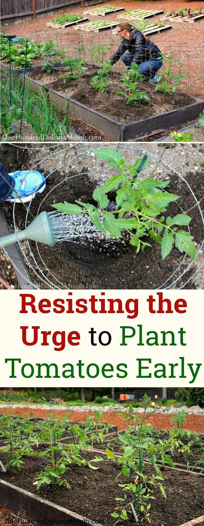 If All My Tomato Plants Die, It’s Totally My Fault