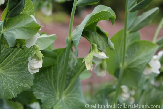 Mavis Garden Blog – Broccoli, Peas, Radishes and More