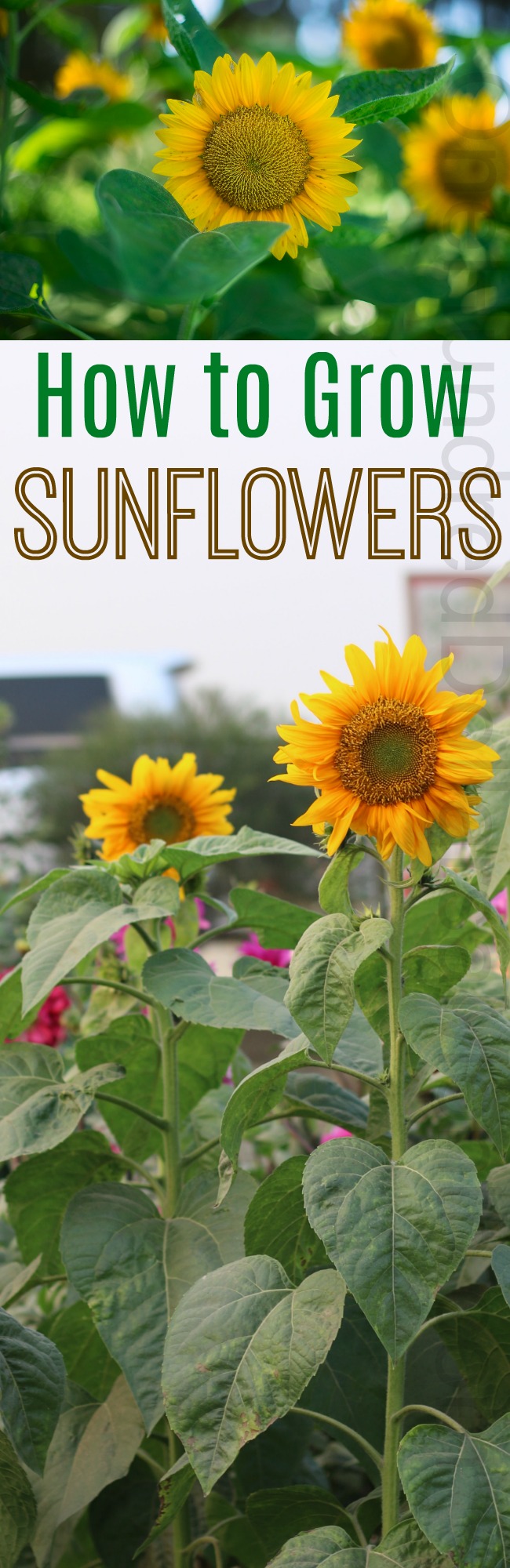 How to Grow Sunflowers {Start to Finish}