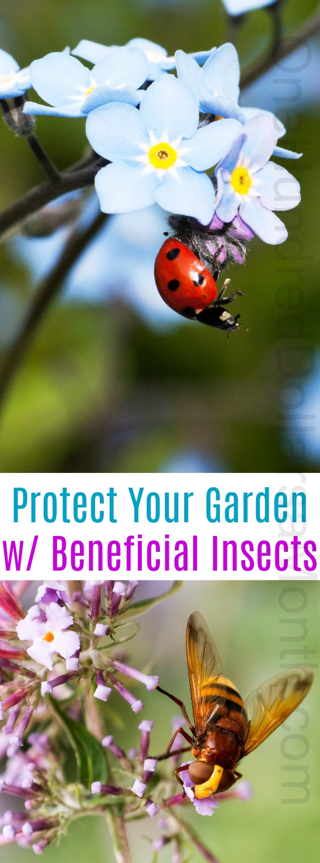 Protect Your Garden with Beneficial Insects
