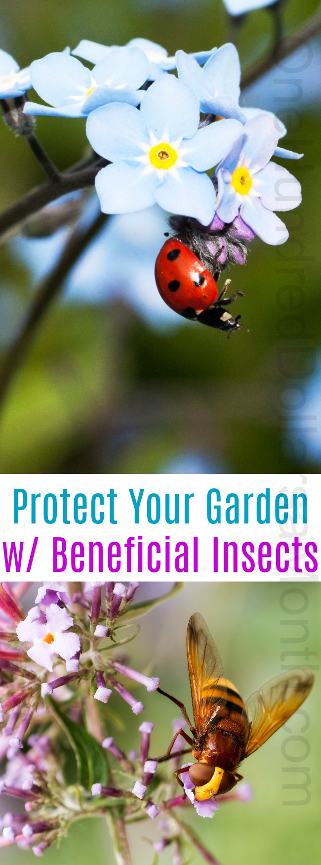Protect Your Garden with Beneficial Insects