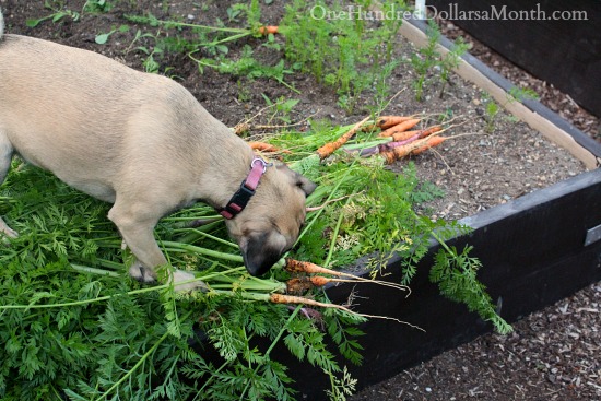 Mavis Garden Blog – Harvesting Carrots, Snow Peas and Strawberries