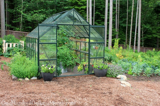 Mavis Garden Blog – Growing Vegetables in a Greenhouse