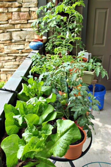 Mavis Mail – Stephanie From Kentucky Sends in Photos of her Patio Garden