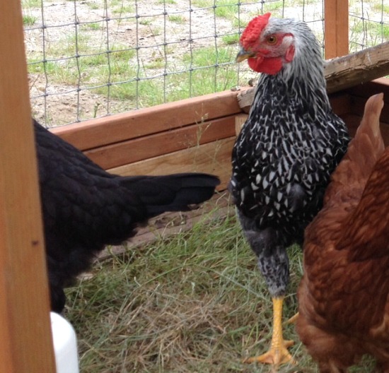 Help Mavis!  Is my Hen a Rooster?