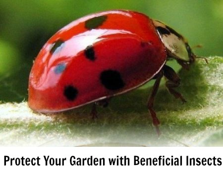 How to Keep Bugs Out of Your Garden