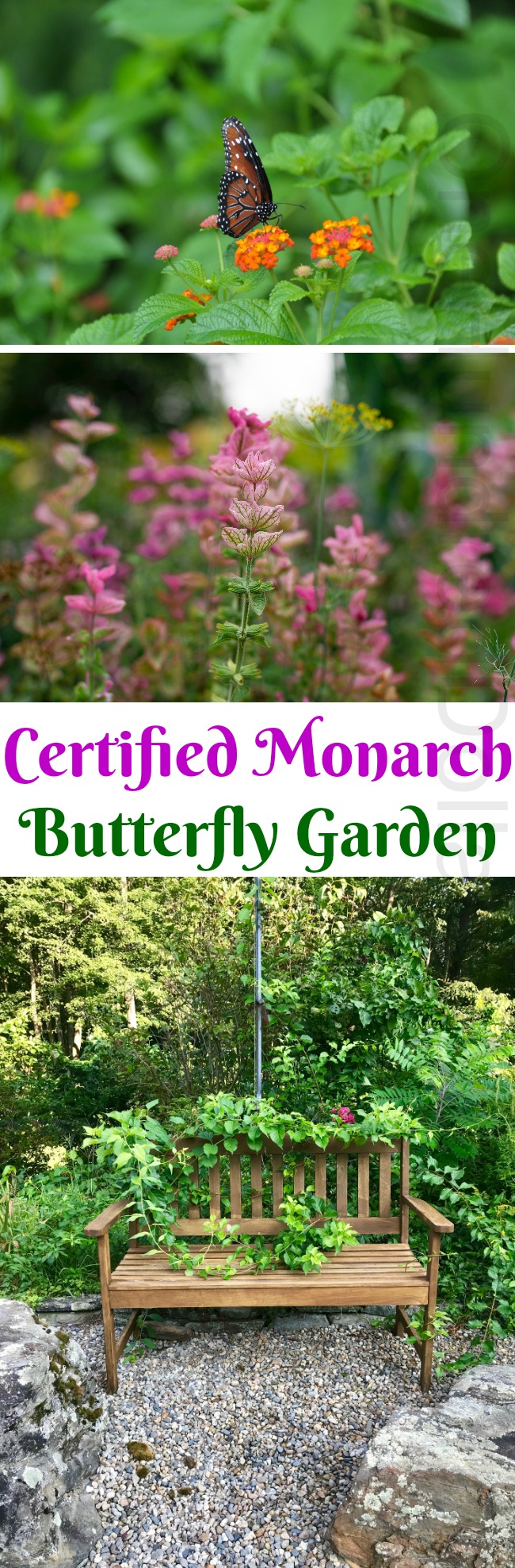 Mavis Mail – Kim From Michigan Sends in Pics of her Certified Monarch Butterfly Garden