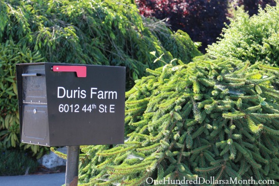 A Quick Trip to Duris Cucumber Farm in Puyallup