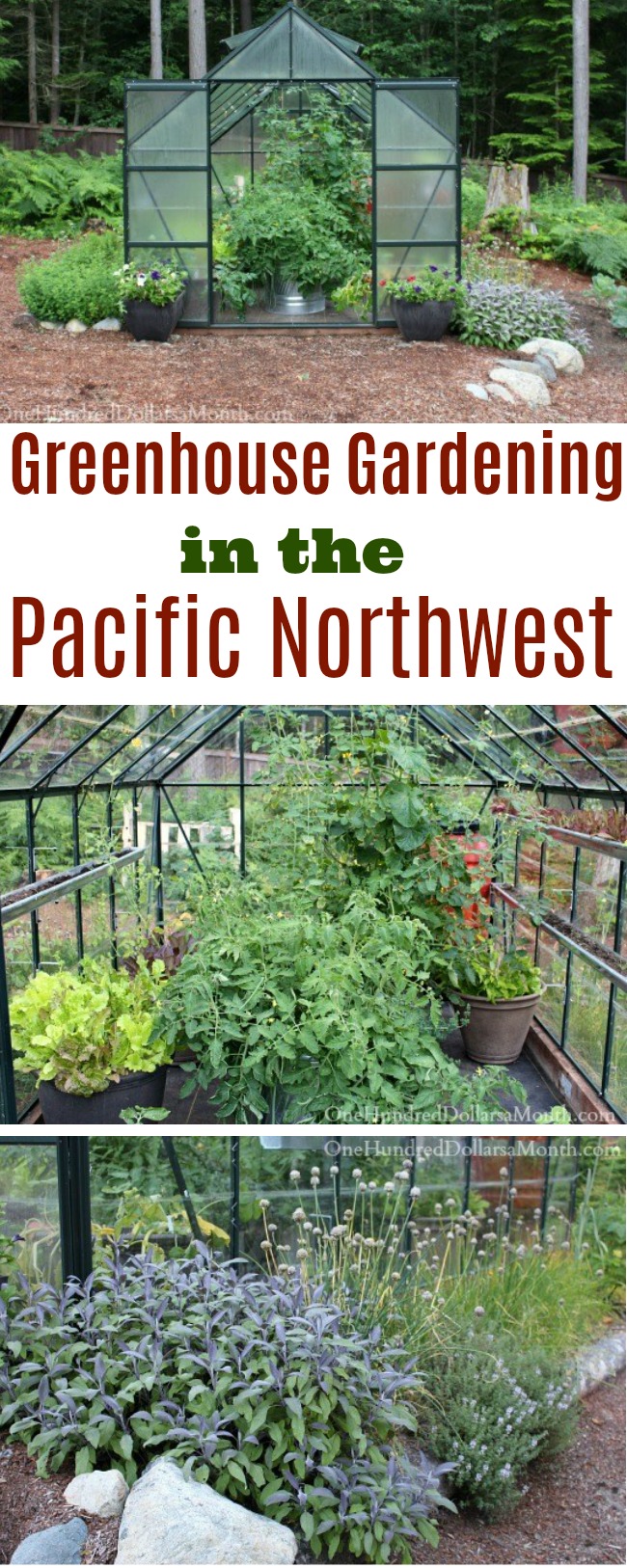 Greenhouse Gardening in the Pacific Northwest – Tomatoes, Herbs and Lettuce