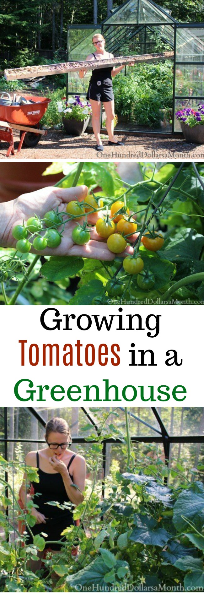 Growing Vegetables in a Greenhouse – Tomatoes and Cucumbers