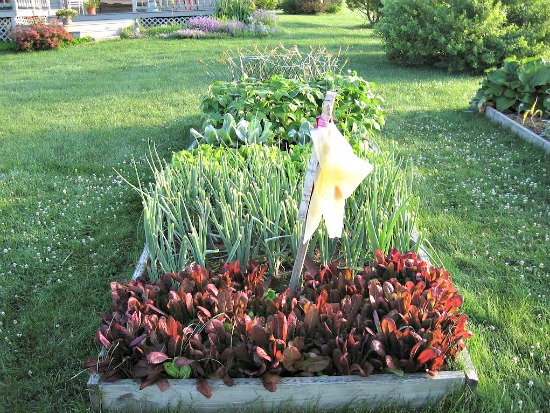 Joy From Michigan Sends in Pictures of her Garden and Garden Shed