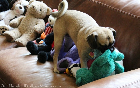 Amazing Puggle Dog Eats Blackberries, The Blind Cross Stitcher, and The Case of the Missing Stuffed Animals