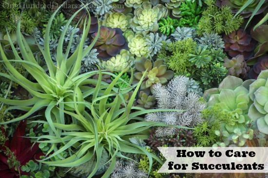 How to Care for Succulents
