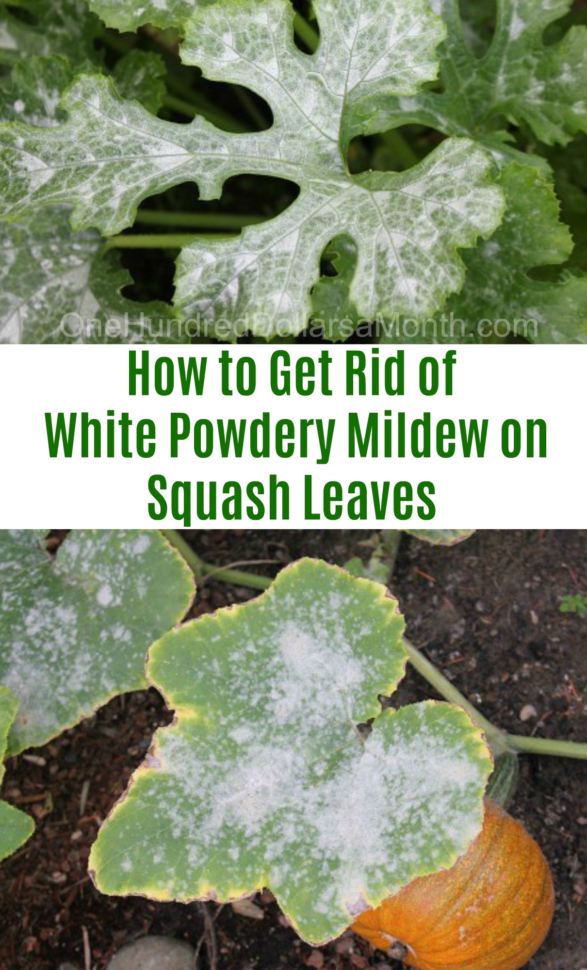 White Powdery Mildew on Squash Leaves