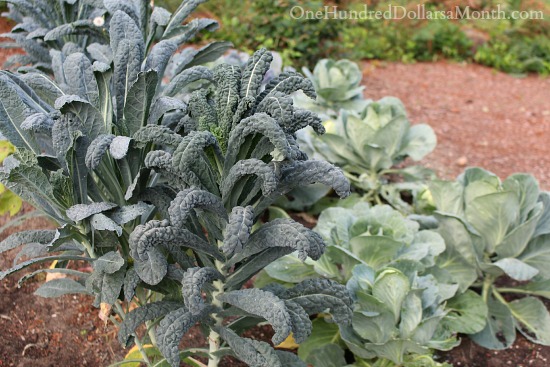 Mavis Garden Blog – End of August Garden Photos