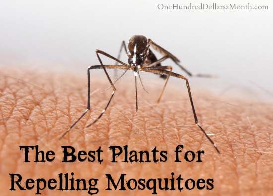 The Best Plants for Repelling Mosquitoes