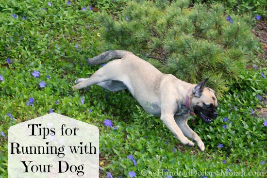 Tips for Running with Your Dog