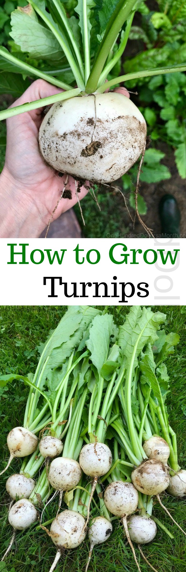 How to Grow Turnips {Start to Finish}