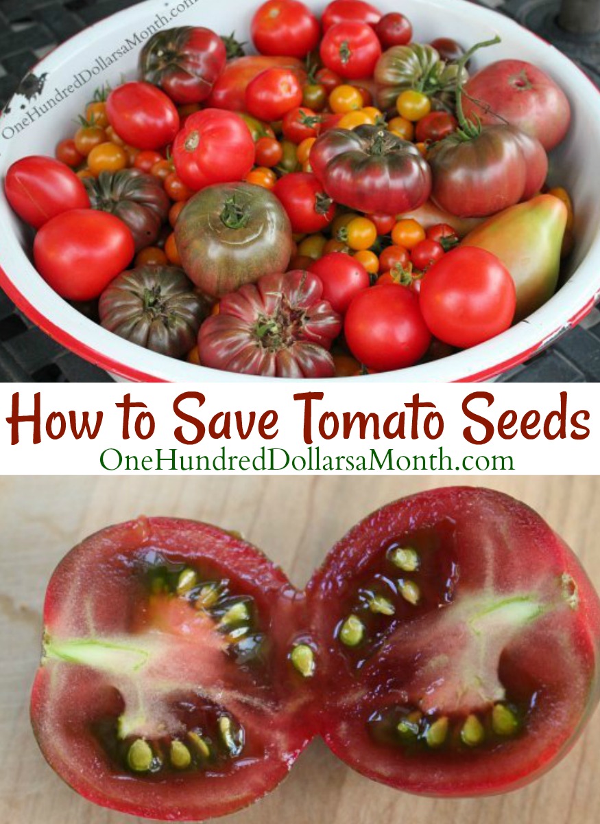 How to Save Tomato Seeds