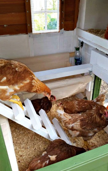 Mavis Mail – Melissa From Maryland Sends in Her Chicken Coop Pics