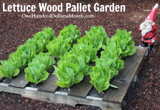 Pallet Gardening 101: Creating a Pallet Garden - One ...