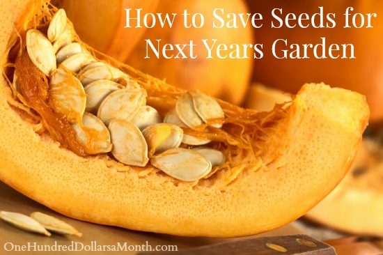 How to Save Seeds for Next Years Garden