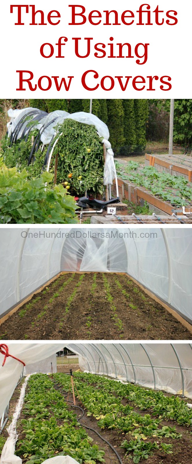 The Benefits of Using Row Covers