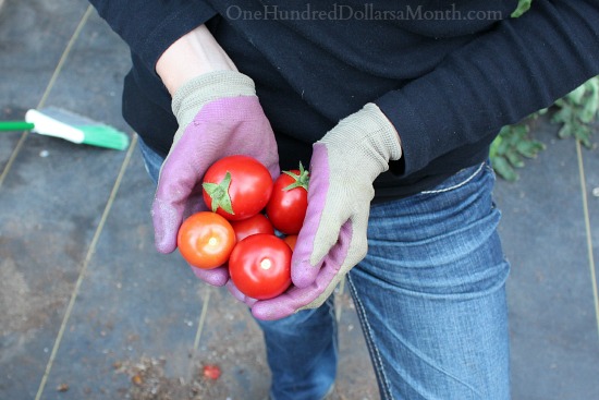 Mavis Garden Blog – It’s Time to Clean Out the Greenhouse