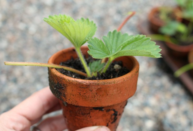 Pruning and Transplanting Strawberry Runners