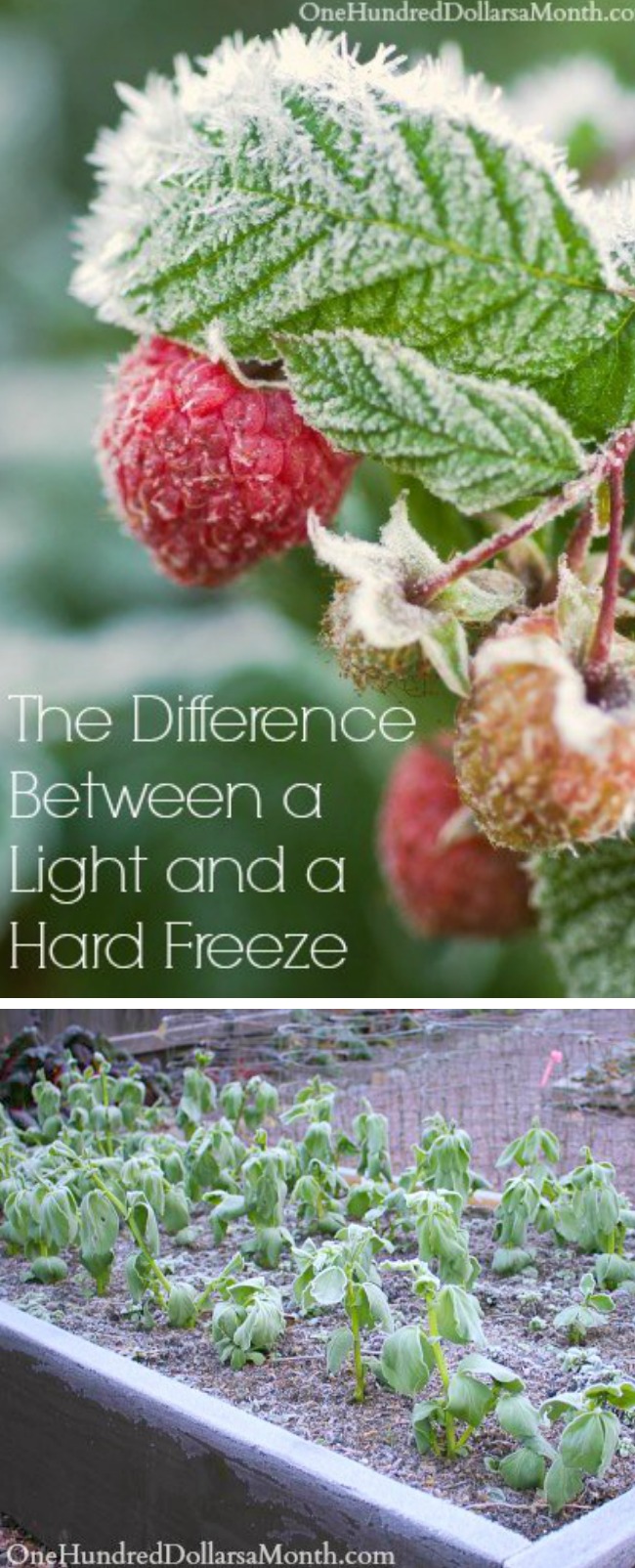 The Difference Between a Light and a Hard Freeze