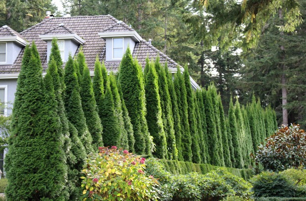 Grow Some Privacy: Plant Some Evergreen Trees and Shrubs