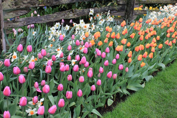 Plant Tulip Bulbs in Fall for a Colorful Spring Garden