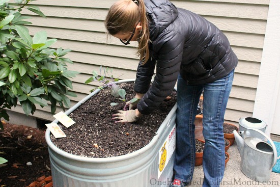 Mavis Garden Blog – Planting Cabbage and Lettuce for My Winter Garden