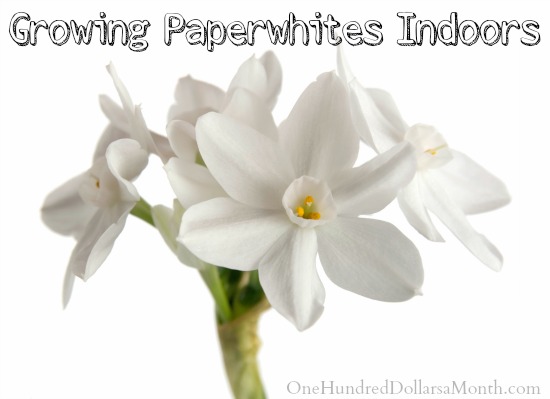 Winter Gardening – Growing Paperwhites Indoors