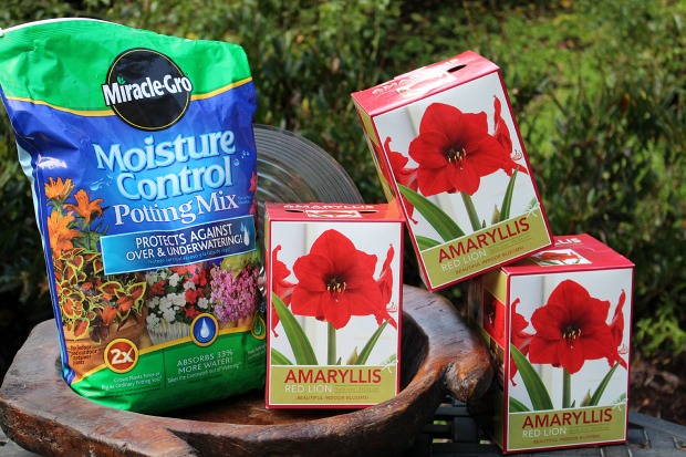 It’s Not Too Late to Grow Amaryllis for the Holidays