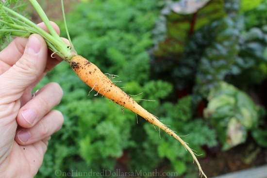 How to Grow Your Own Food: How to Grow Carrots