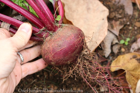 Harvesting Beets, Turnips and Carrots from My East Coast Garden