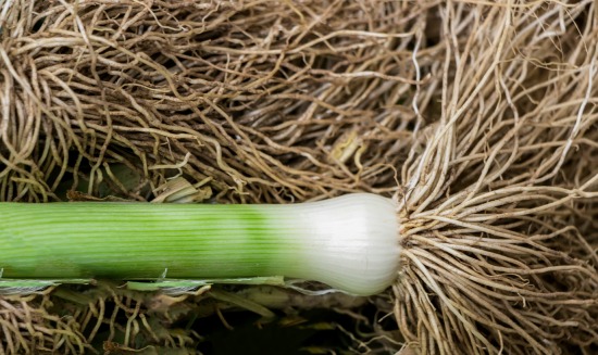Dig for Your Dinner – Growing Leeks from Seed