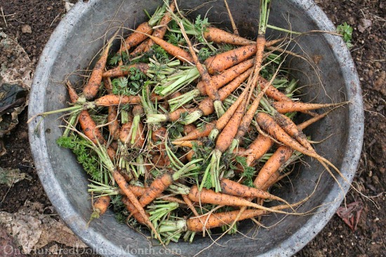 Mavis Garden Blog – Harvesting Carrots, Beet and Turnips in December