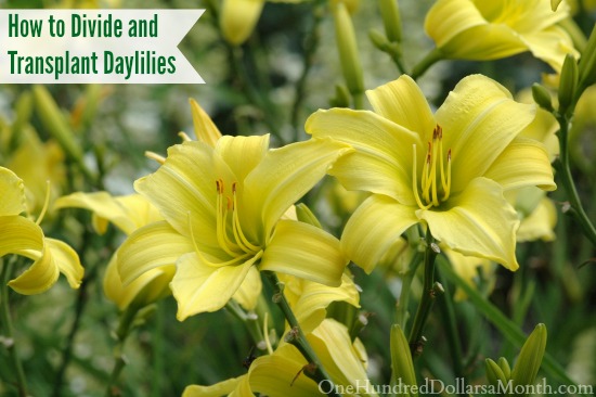 How to Divide and Transplant Daylilies