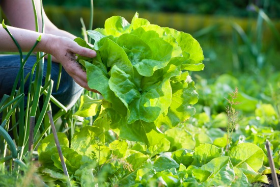 The Next Generation of Farmers