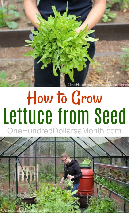 Dig for Your Dinner – Growing Lettuce from Seed