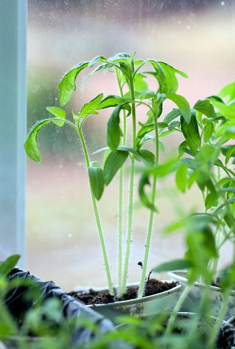 Starting Seedlings Under Grow Lights vs. Natural Light