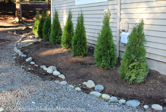 Rock Borders, Moving Daylilies and Digging up Dirt