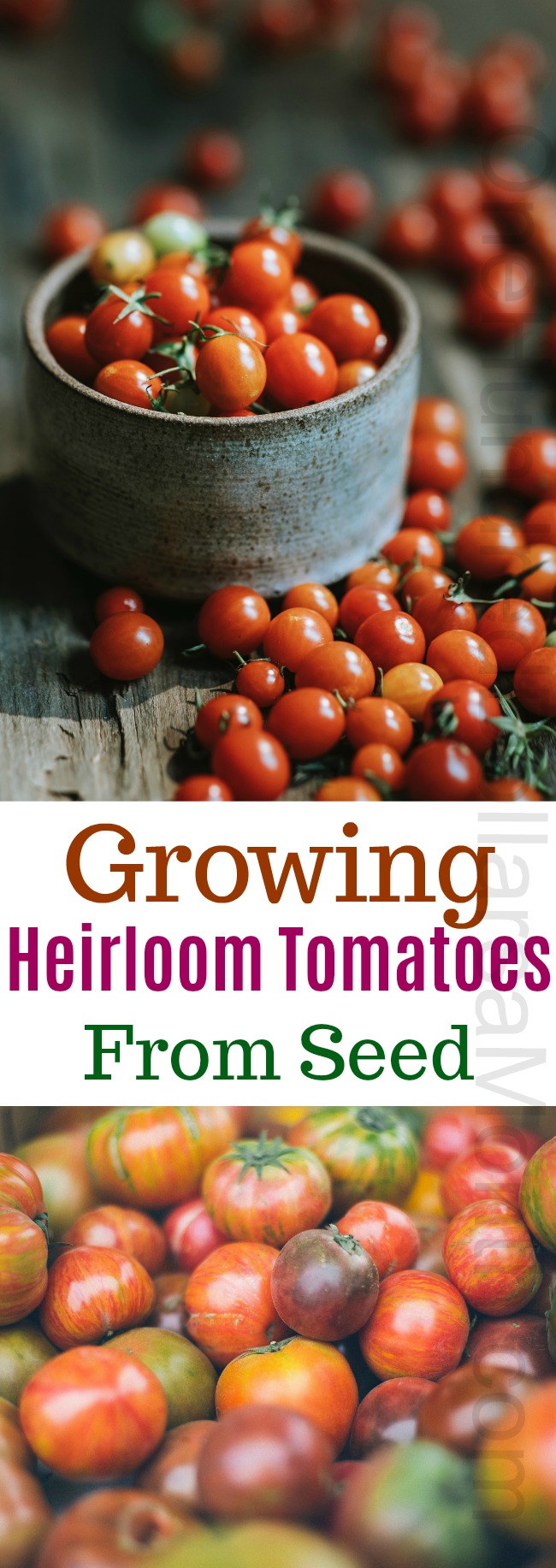 Dig For Your Dinner – Growing Heirloom Tomatoes From Seed