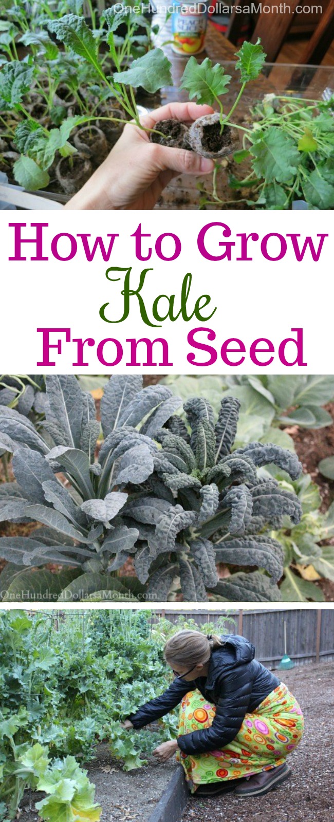 Dig for Your Dinner – Growing Kale From Seed