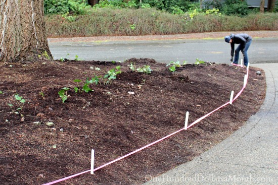 Mavis Butterfield | Backyard Garden Plot Pictures 2/1/2015